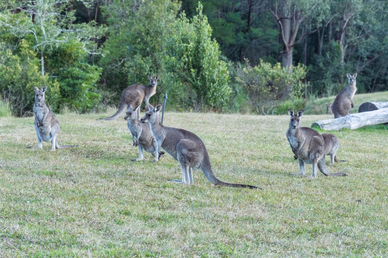 Jumulu Lodge A Unique Luxury Escape Kangaroo Valley Εξωτερικό φωτογραφία